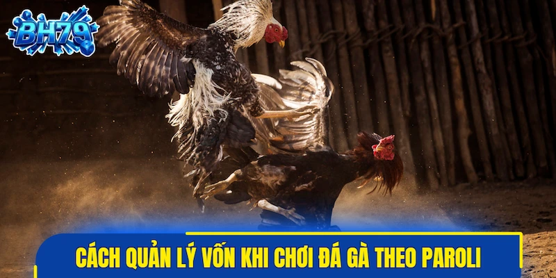 Áp dụng cách quản lý vốn khi chơi đá gà theo hệ thống Paroli