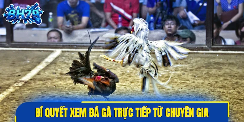 Bí quyết xem đá gà trực tiếp hiệu quả từ chuyên gia