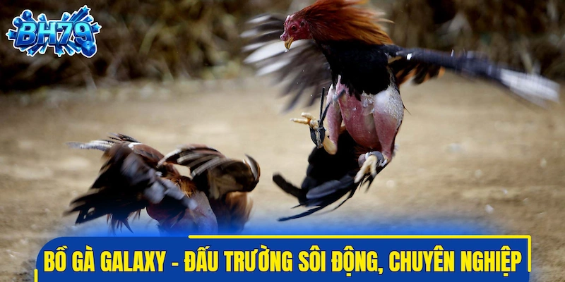 Bồ gà Galaxy - Đấu trường sôi động, chuyên nghiệp