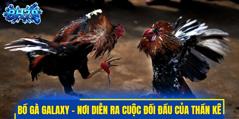 Bồ gà Galaxy - Nơi diễn ra cuộc đối đầu của thần kê