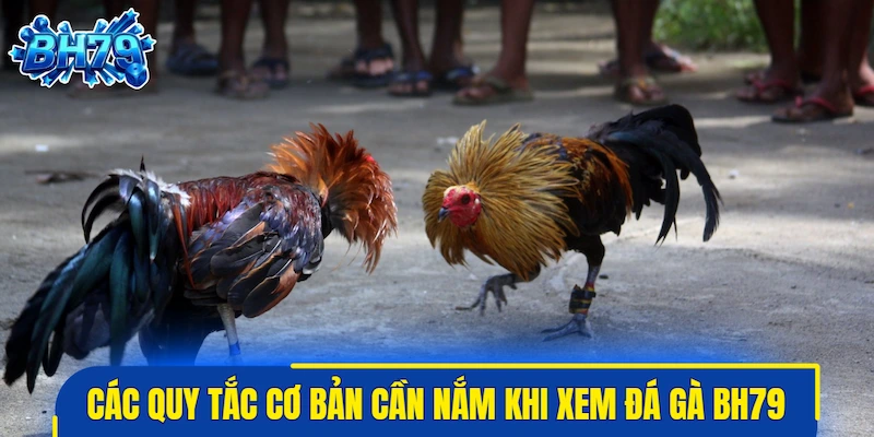 Các quy tắc cơ bản cần nắm khi xem đá gà BH79