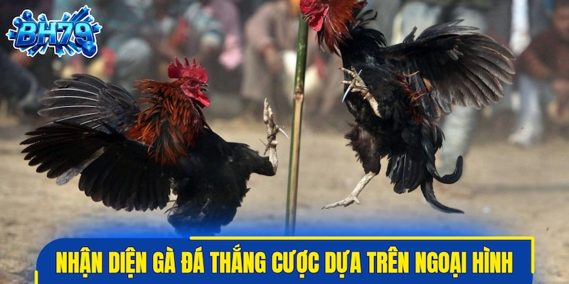 Cách nhận diện gà đá thắng cược dựa trên ngoại hình