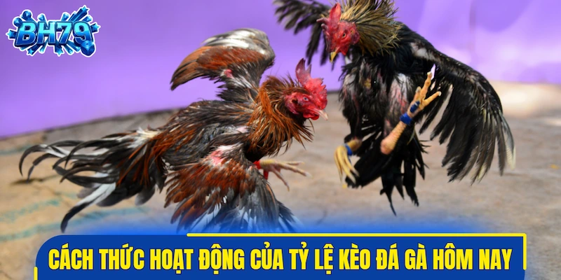 Cách thức hoạt động của tỷ lệ kèo đá gà hôm nay