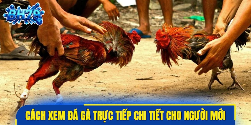 Cách xem đá gà trực tiếp chi tiết cho người mới