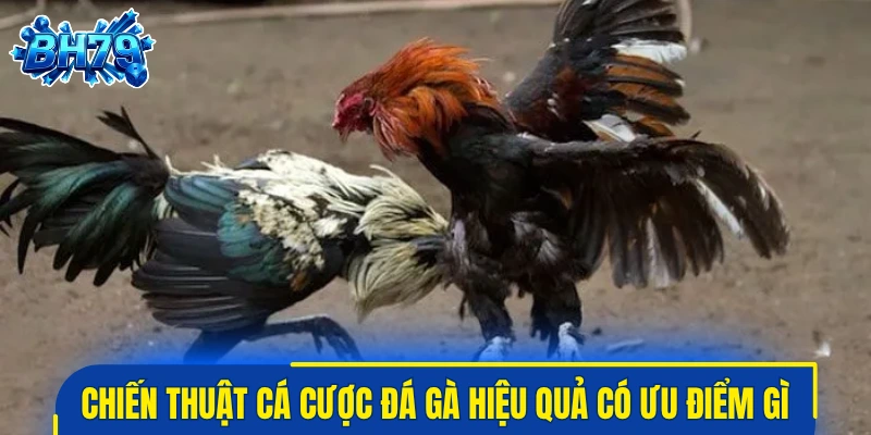 Chiến thuật cá cược đá gà hiệu quả có ưu điểm gì