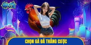Chọn gà đá thắng cược