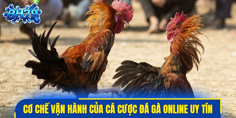 Cơ chế vận hành thực tế của cá cược đá gà online uy tín
