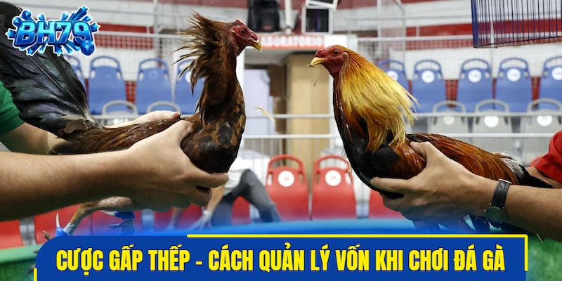 Cược gấp thếp - Cách quản lý vốn khi chơi đá gà cực đỉnh