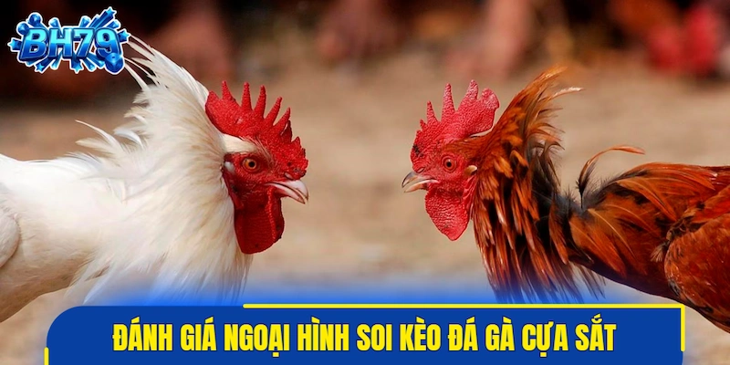 Đánh giá ngoại hình soi kèo đá gà cựa sắt cực chuẩn