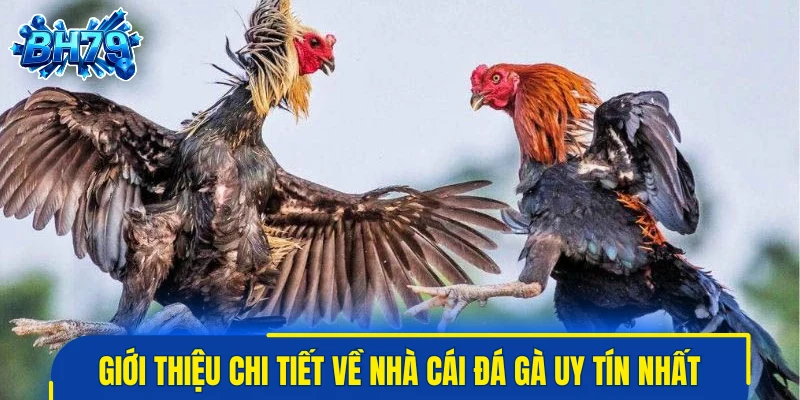 Giới thiệu chi tiết về nhà cái đá gà uy tín nhất