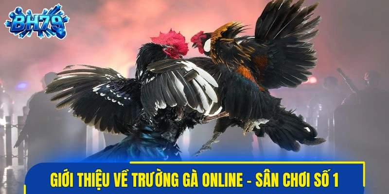 Giới thiệu về trường gà online - sân chơi hàng đầu châu Á