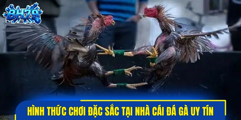 Hình thức chơi đặc sắc tại nhà cái đá gà uy tín nhất