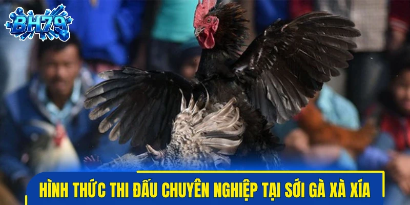 Hình thức thi đấu chuyên nghiệp tại sới gà Xà Xía