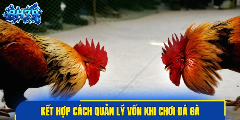 Kết hợp cách quản lý vốn khi chơi đá gà cùng các nguyên tắc cốt lõi