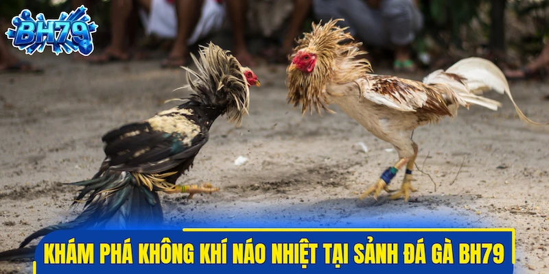 Khám phá bầu không khí náo nhiệt tại sảnh đá gà BH79