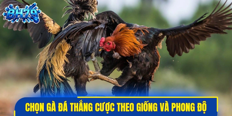 Kinh nghiệm chọn gà đá thắng cược theo giống và phong độ
