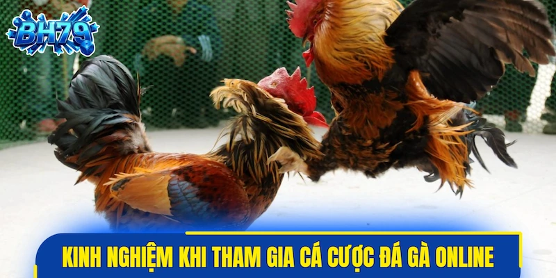 Kinh nghiệm nâng cao khi tham gia cá cược đá gà online uy tín
