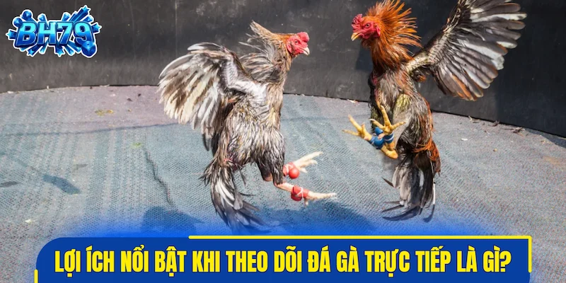 Lợi ích nổi bật khi theo dõi đá gà trực tiếp là gì?
