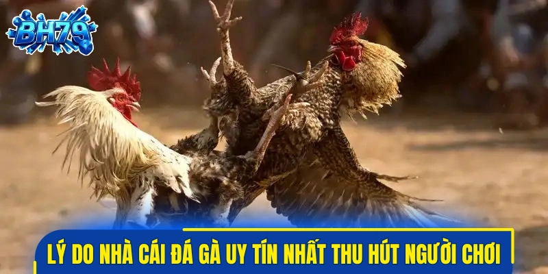 Lý do nhà cái đá gà uy tín nhất lại thu hút người chơi?
