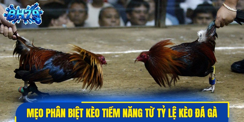 Mẹo phân biệt kèo tiềm năng từ tỷ lệ kèo đá gà hôm nay