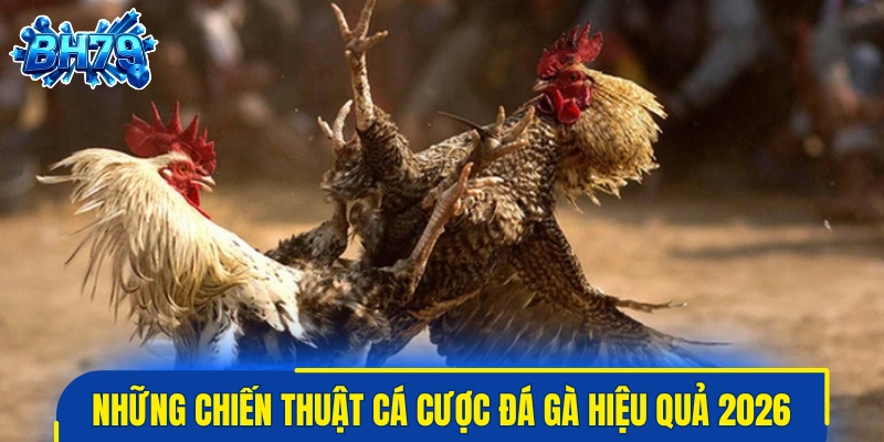 Những chiến thuật cá cược đá gà hiệu quả trước trận đấu