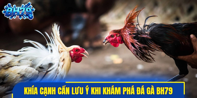 Những khía cạnh cần lưu ý khi khám phá đá gà BH79