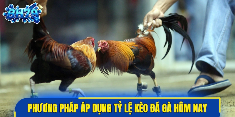 Phương pháp áp dụng tỷ lệ kèo đá gà hôm nay hiệu quả