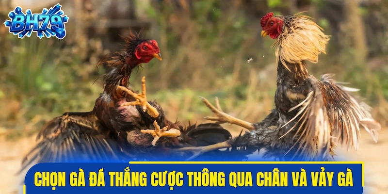 Phương pháp chọn gà đá thắng cược thông qua chân và vảy gà