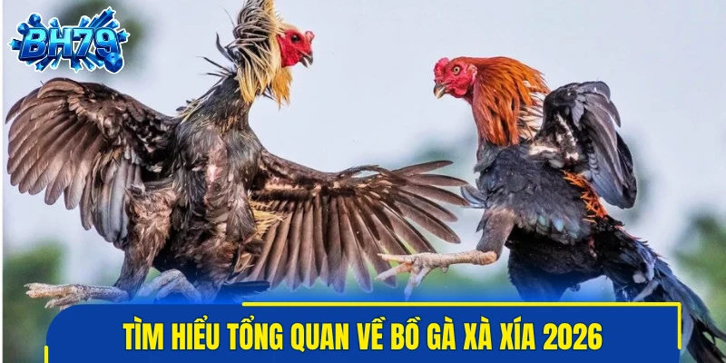 Tìm hiểu tổng quan về bồ gà Xà Xía 2026
