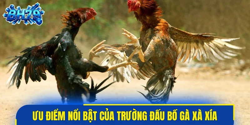 Ưu điểm nổi bật của trường đấu bồ gà Xà Xía hiện nay