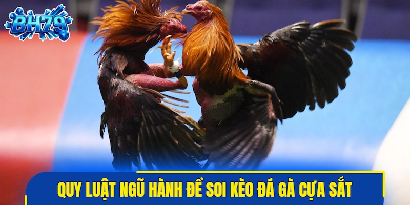 Vận dụng quy luật ngũ hành để soi kèo đá gà cựa sắt
